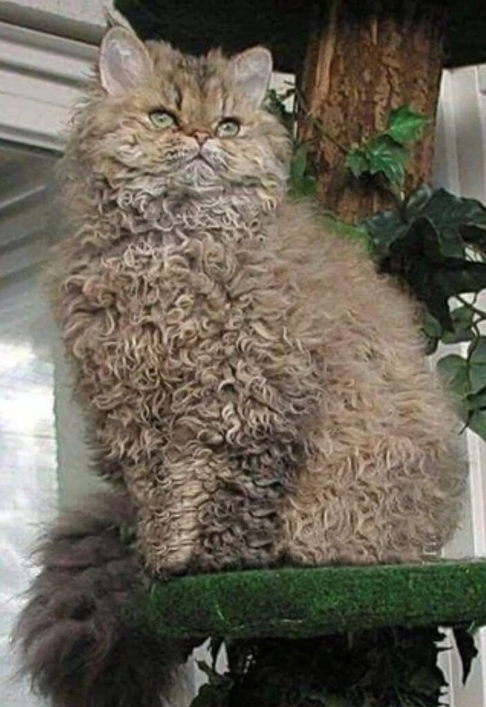 Curly-haired cat with green eyes sitting on a green naturalistic backdrop.