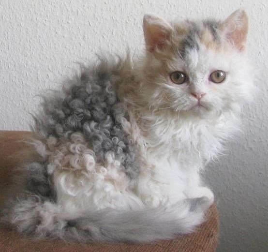 Cute curly-furred gray and orange cat with golden eyes sitting on a cozy brown surface.