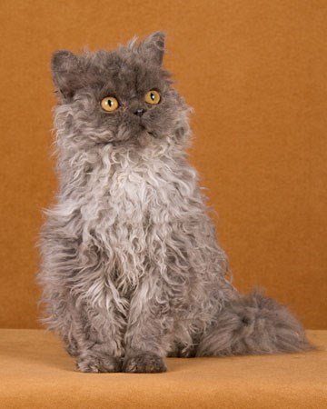 Cute curly gray cat with yellow eyes and fluffy fur, sitting elegantly on a warm orange background.