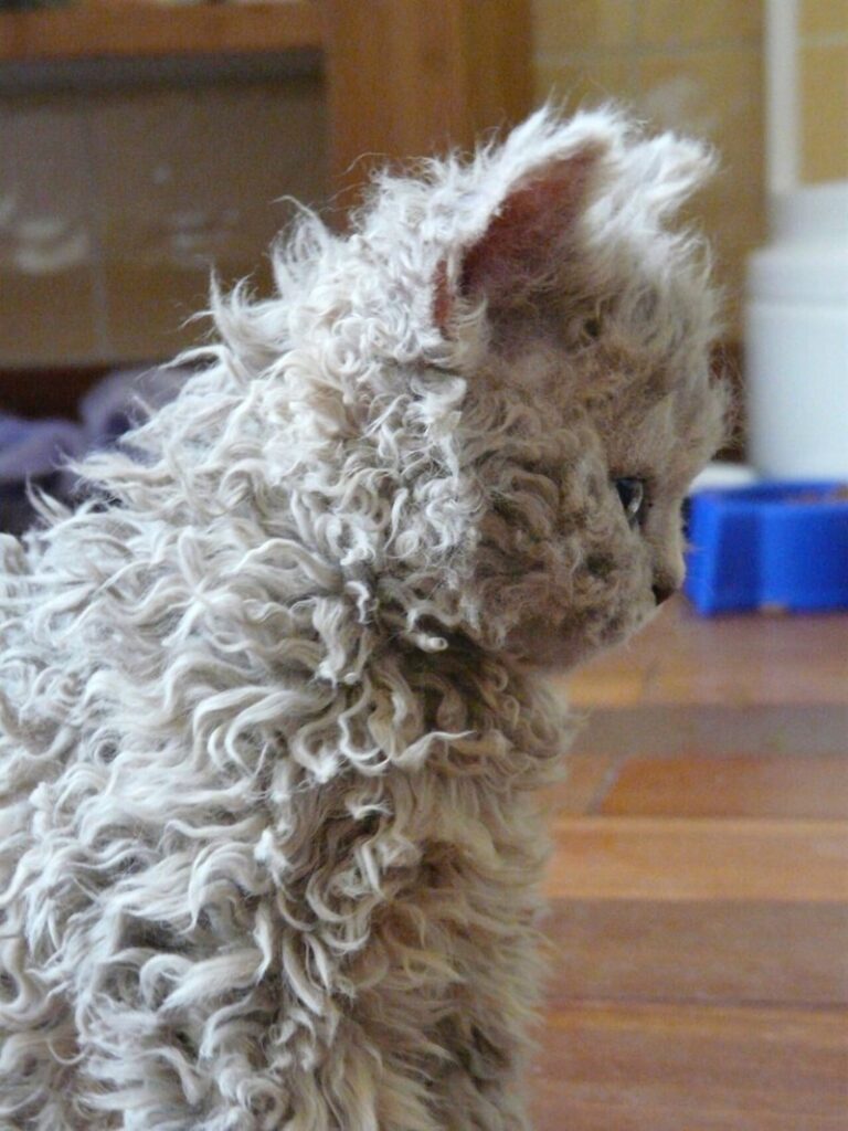 Adorable curly gray kitten with expressive eyes sitting on cozy wooden floor indoors.