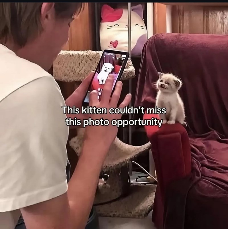 Adorable kitten sitting on red couch, being photographed by owner in cozy living room.