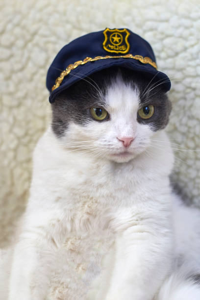 Adorable cat in police costume with a navy blue hat and bright yellow-green eyes.