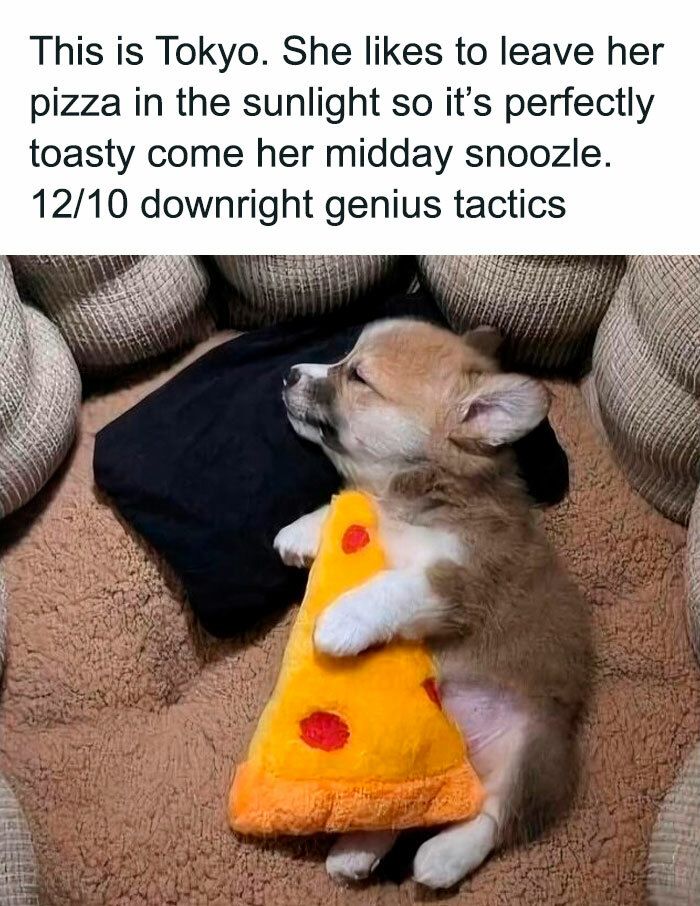 Adorable Tokyo corgi puppy sleeping with a plush pizza toy on a cozy beige bed.