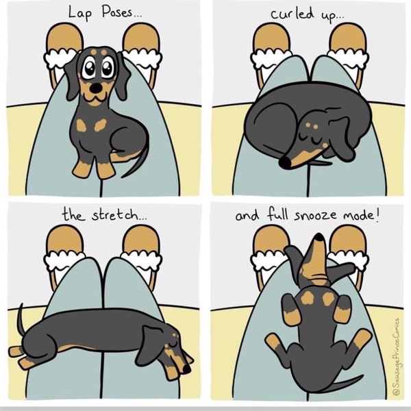 Cute dachshund cuddling in owner’s lap, relaxing, stretching, and sleeping in a playful pet comic strip.