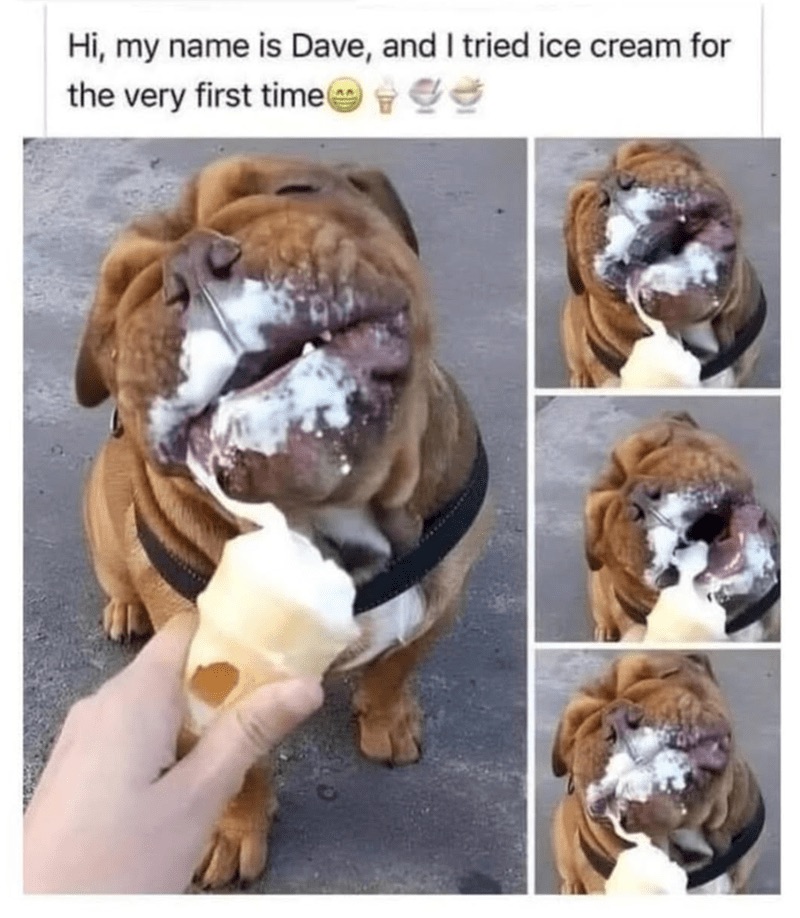 Cute dog Dave enjoys first-time ice cream treat with messy, joyful expressions outdoors.