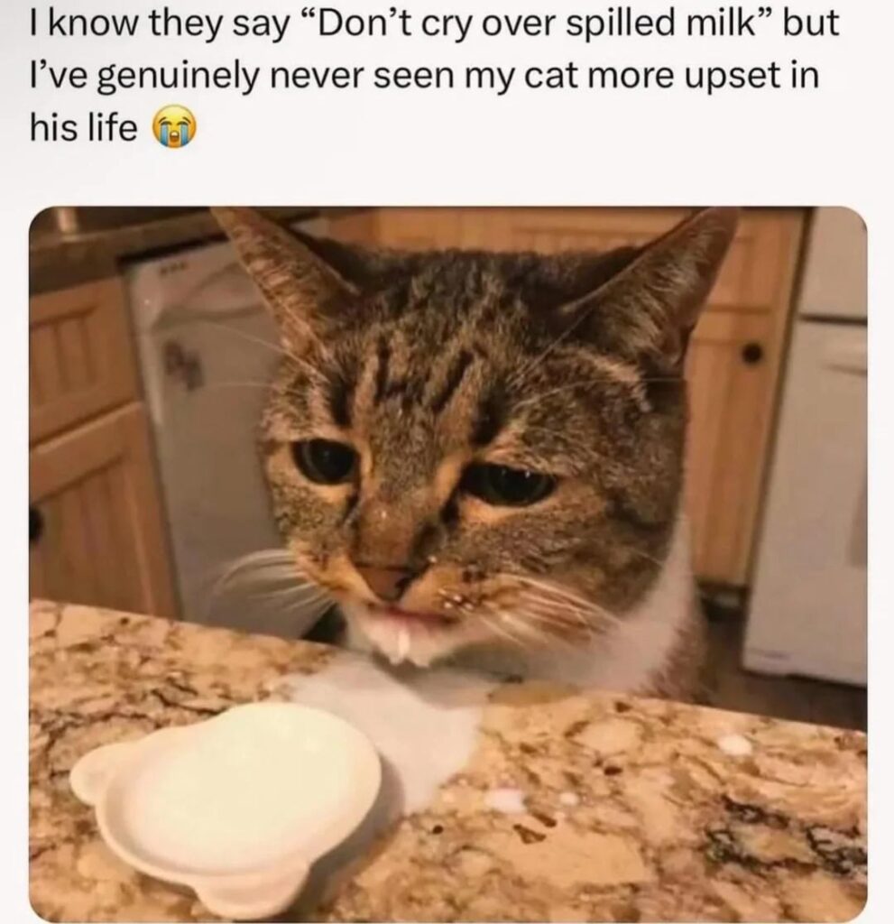 Sad tabby cat upset over spilled milk on kitchen countertop.