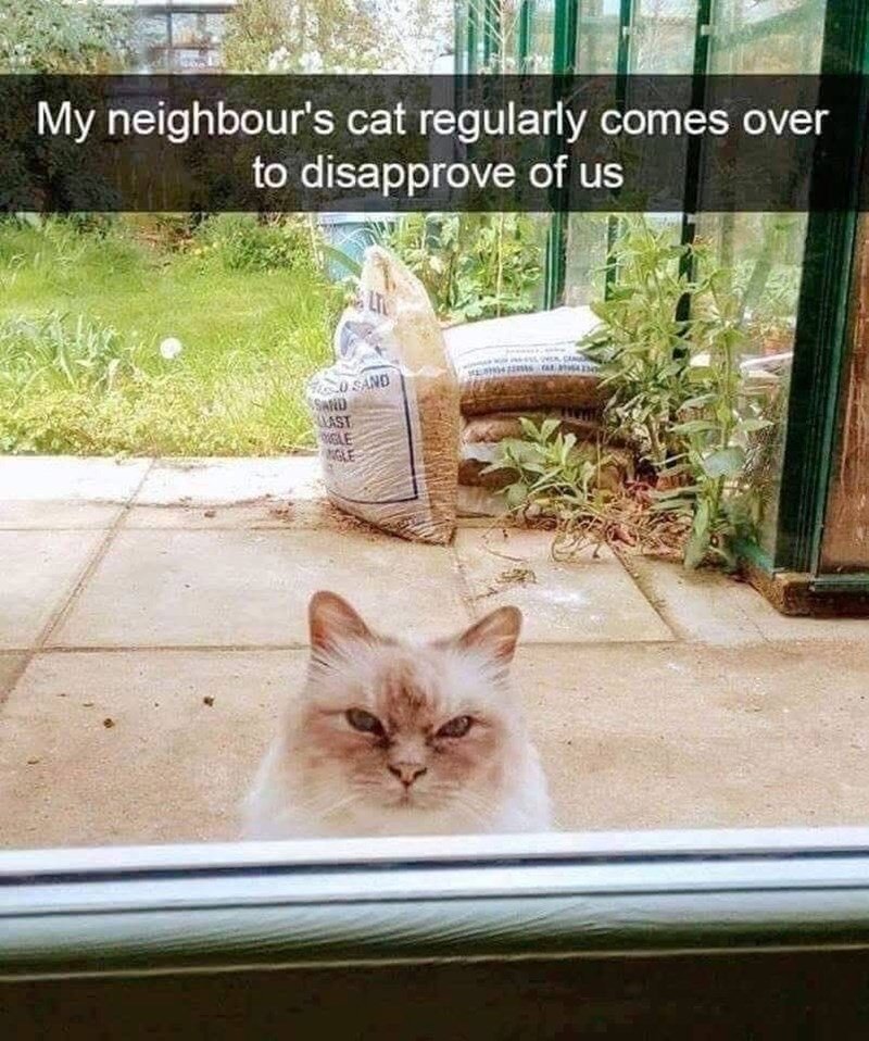 Neighbor cat with disapproving gaze peering through glass at lush garden scene.