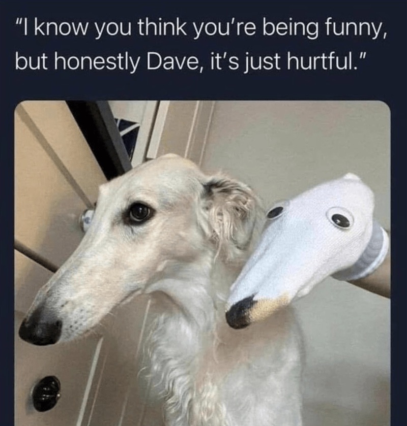Humorous dog and sock puppet conversation showcasing pet humor and playful anthropomorphism.