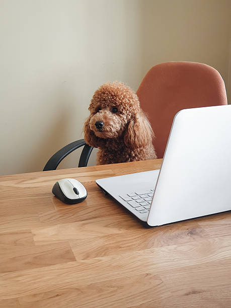 Cute poodle working on a laptop in a minimalist home workspace.