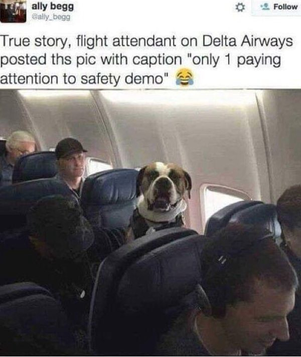 Humorous airplane scene with a bulldog sitting on seat headrest during safety demonstration.