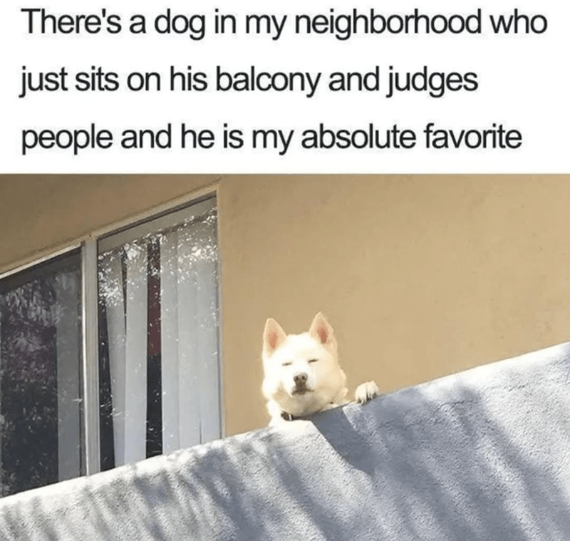Fluffy dog breeds on balcony, judging neighbors with a regal, snooty expression.
