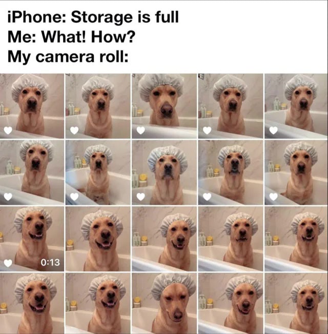 Funny Labrador in shower cap capturing storage full iPhone frustration with silly dog photos.