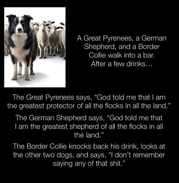 Humorous scene with Great Pyrenees, German Shepherd, and Border Collie at a bar.