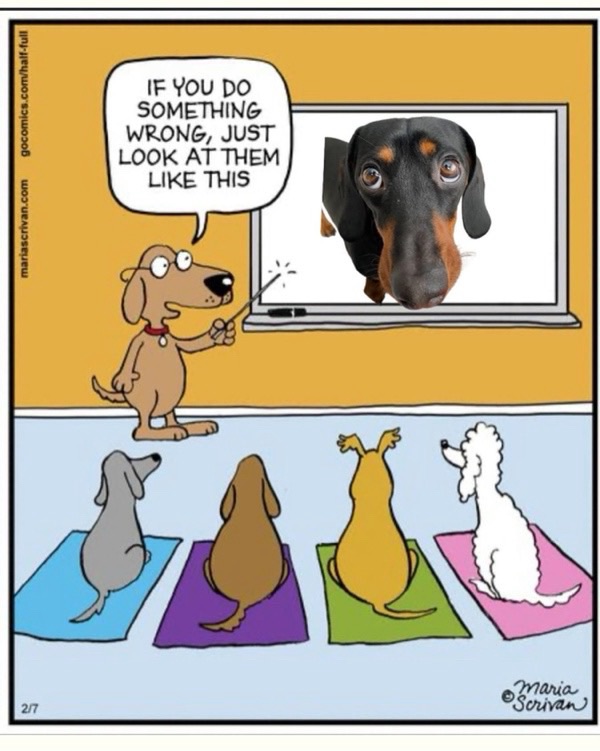 Funny cartoon of dogs in a classroom, showing puppy eyes trick to avoid trouble.