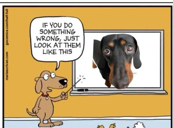 19 Funny Dogs for Sun, Jul 20