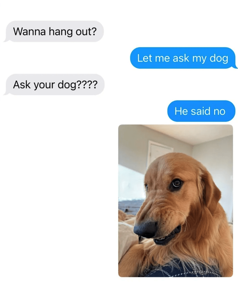 Funny conversation with a golden retriever about hanging out, featuring a playful pet photo.