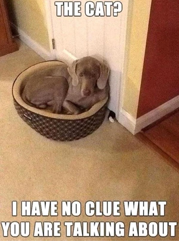 Cute Weimaraner dog curled in cozy bed with humorous caption about a mysterious cat.