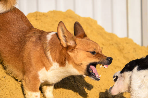 Playful dog face-off on sandy ground between a Corgi and black-and-white dog.