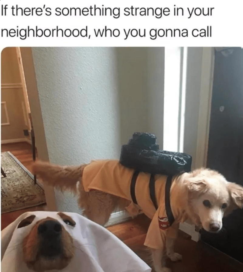 Cute dogs dressed as Ghostbusters with humorous alien and ghost costumes.