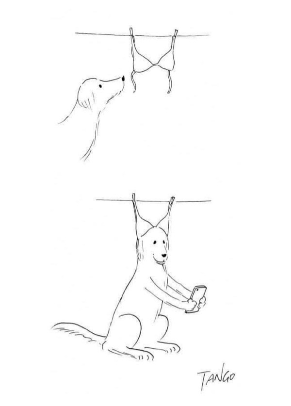 Playful dog curiosity with smartphone capturing a hanging bra on a clothesline for social media.