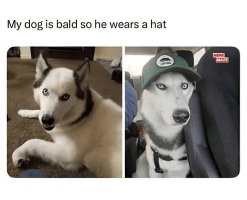 Funny Siberian Husky wearing a green hat, showcasing humor and adorable pet fashion.