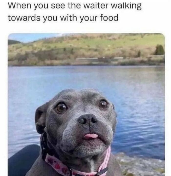 Cute dog eagerly waiting by a lake, showing anticipation for food with funny expression.