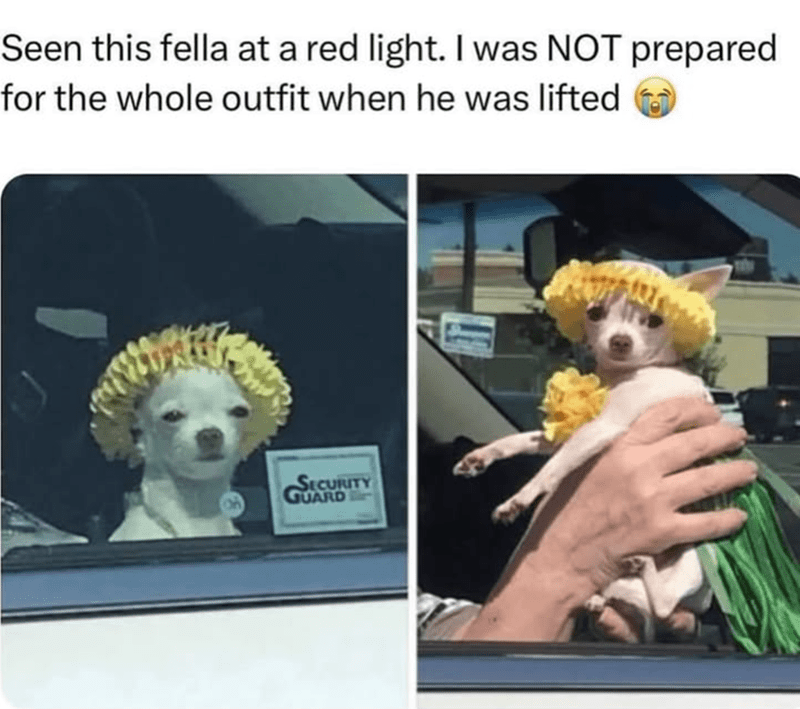 Funny dog in floral costume at red traffic light with security sticker.