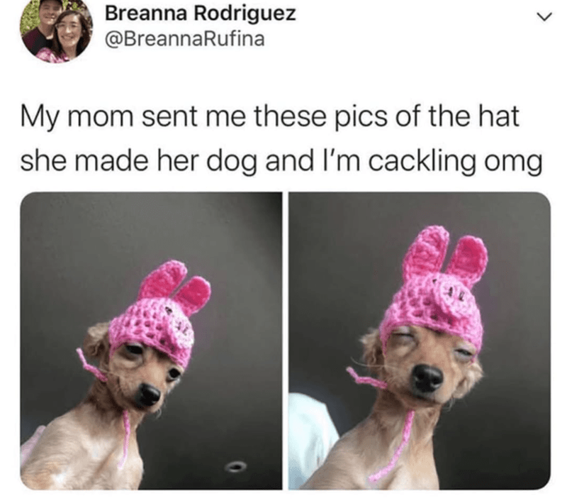 Cute small dog wearing a handmade pink bunny ear hat, funny pet fashion and adorable humor.