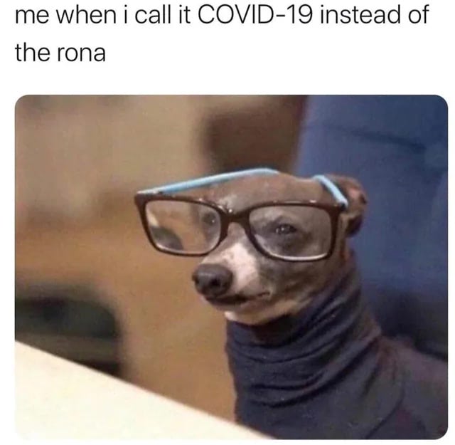Funny dog wearing oversized glasses and sweater, humorously embodying pandemic terminology like COVID-19.
