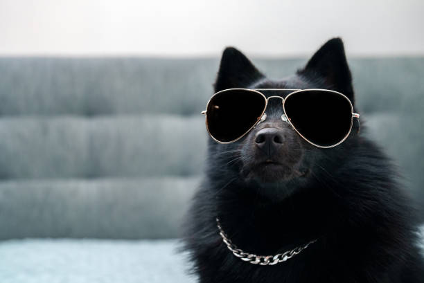 Cute black dog wearing oversized aviator sunglasses and chain necklace indoors.