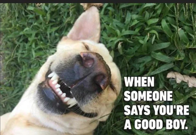 Happy golden retriever smiling in a lush garden with a funny Good Boy caption.