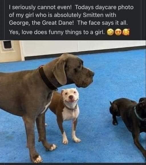 Happy dogs playing together at a dog daycare with a friendly Great Dane, pit bull mix, and terrier.