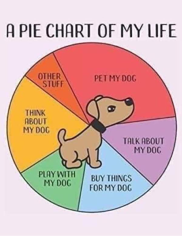 Humorous pie chart showing a dog lovers life centered around caring for their dog.