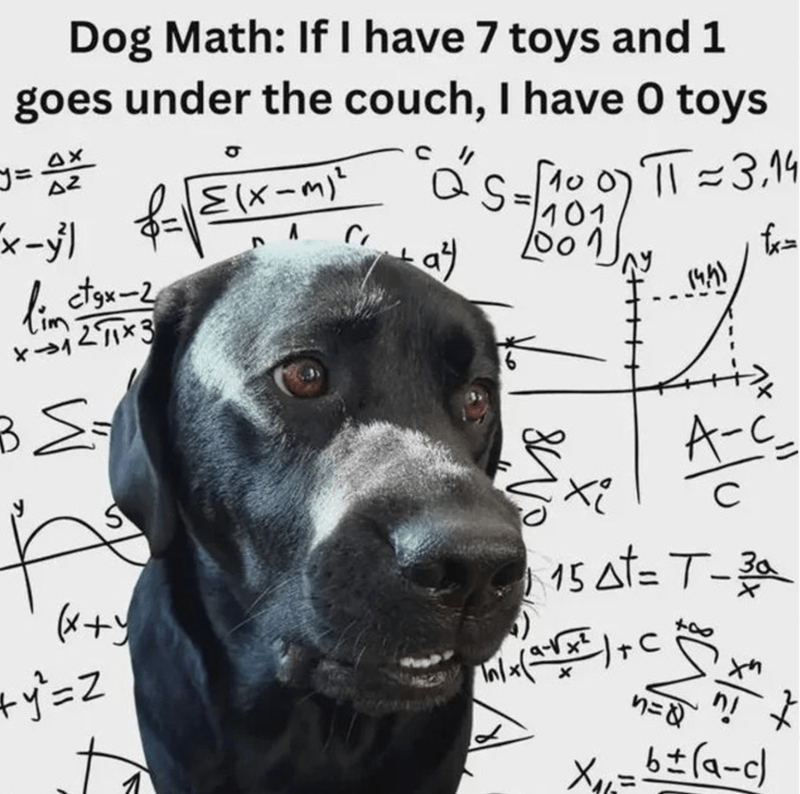 Funny dog meme with Labrador, mathematical equations, and humor about toy loss and perception.