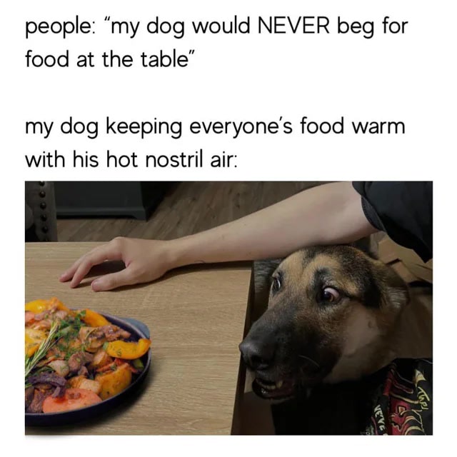 Cute dog begging for food during family meal with seafood and vegetables.