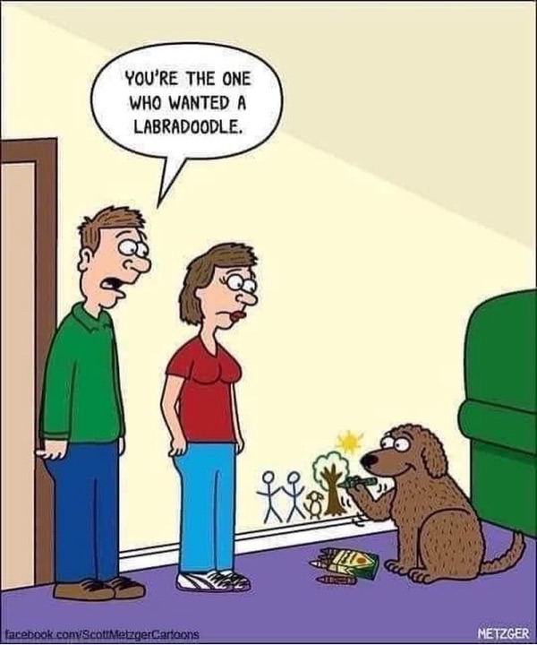 Humorous scene of a Labradoodle causing mischief in a cozy living room with a surprised couple.