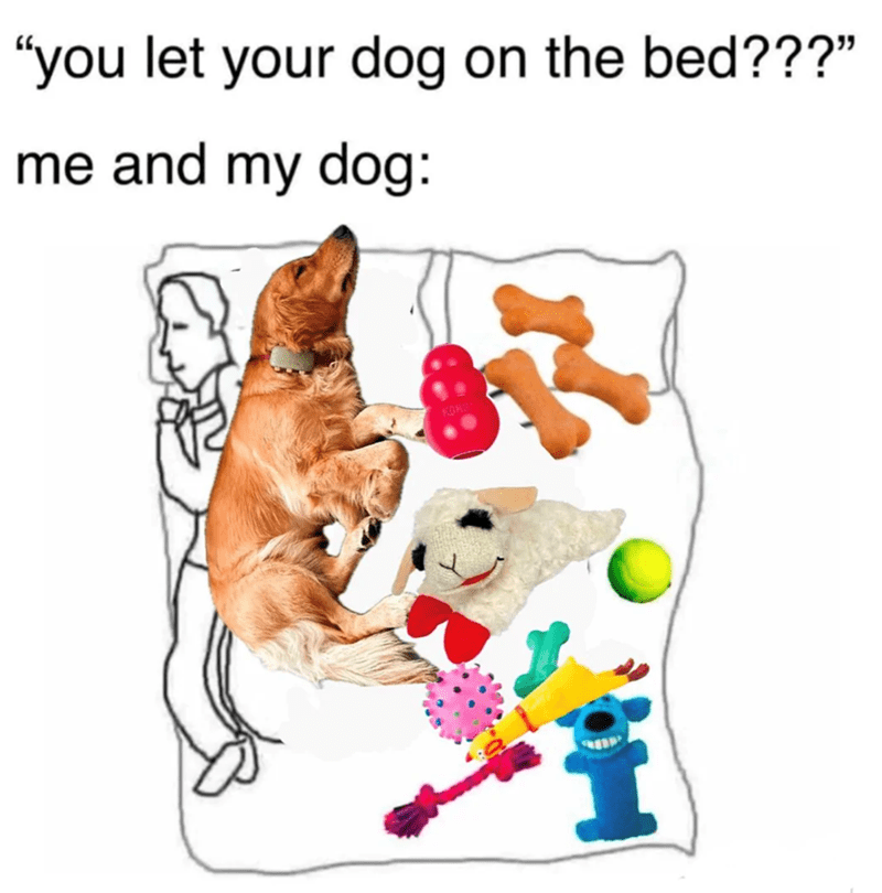 Golden retriever relaxing on bed with toys, humorous pet owner moment, dog bed rules funny.