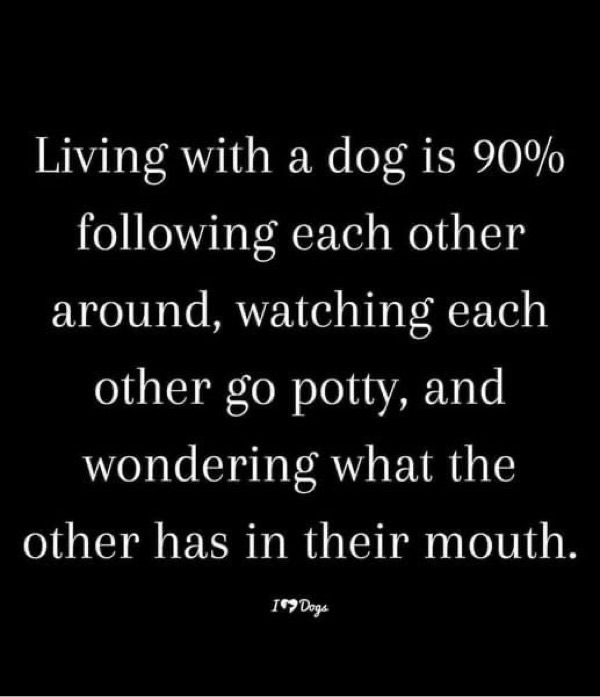 Humorous dog owner quote about constantly following, watching, and wondering what dogs have in their mouths.