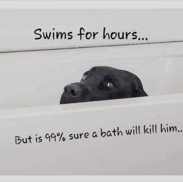 Funny black dog peeking over bathtub with anxious expression, highlighting pet bathing fears and love for water.