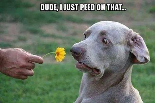 Funny Weimaraner dog reacts after peeing on a flower, with humorous surprise and concern.