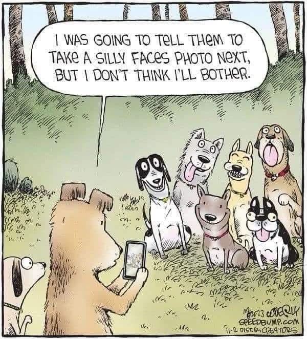Playful dogs and a bear taking funny photos outdoors in a cheerful, cartoon pet scene.