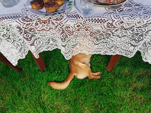 Happy dog under lace-covered outdoor picnic table with food and green grass background.