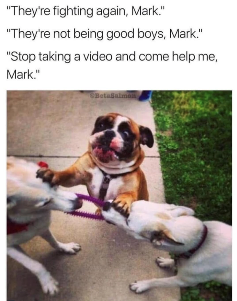 Humorous dog tug-of-war with a concerned bulldog mediating over a purple toy.