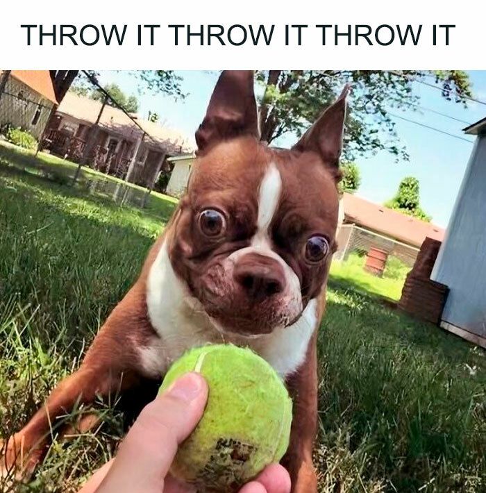 Happy Boston Terrier fetches tennis ball in backyard on sunny day.
