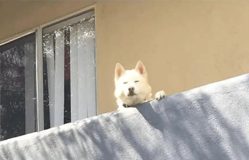 26 Dog Memes for Sun, Jul 13