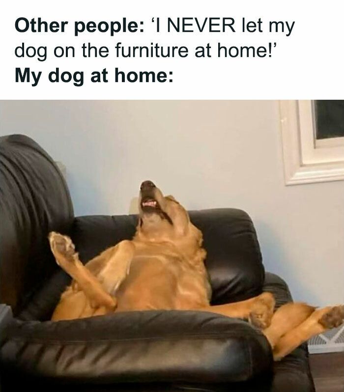 Humorous photo of a relaxed dog lounging on furniture, defying pet rules with playful charm.