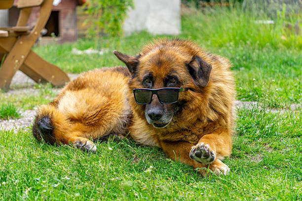Relaxed golden retriever with sunglasses lounging on lush green grass in a peaceful outdoor setting.