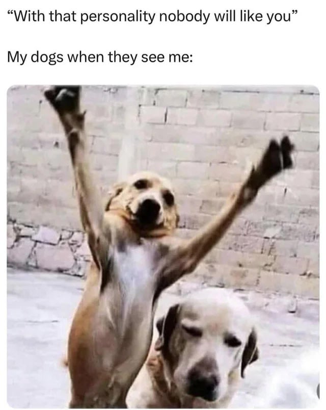 Humorous dog reunion with energetic Labrador and relaxed companion showcasing playful, lovable canine personalities.