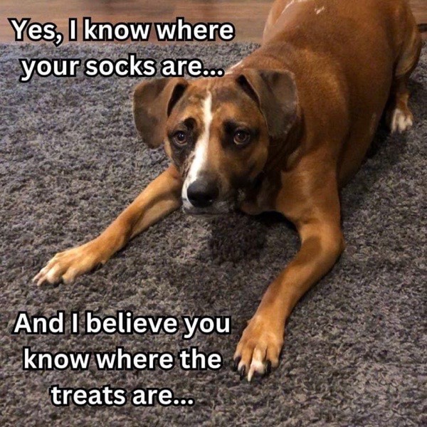 Playful brown dog with humorous text about socks and treats on cozy indoor carpet.