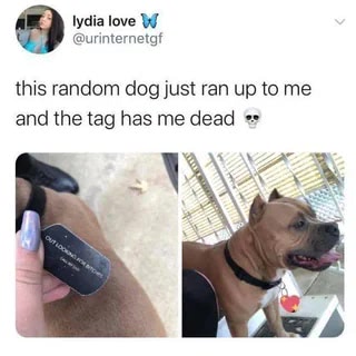 Funny dog tag reveal with a friendly tan pitbull in outdoor setting.